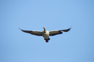 Egyptian Goose, Alopochen aegyptiaca