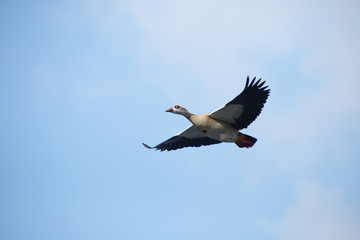 Egyptian Goose, Alopochen aegyptiaca