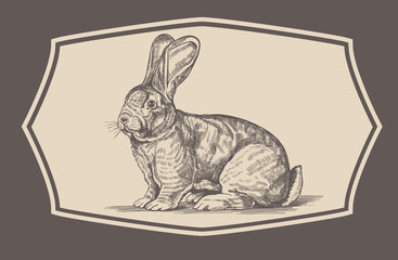 Rabbit in engraving style.