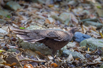 Side portrait female of Grey Peacock-Pheasant