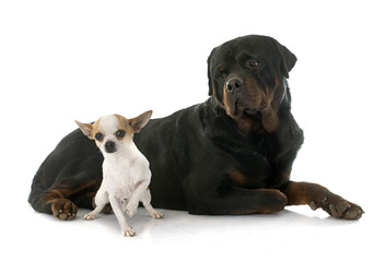 young chihuahua and rottweiler