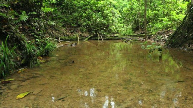 Rainforest creek, Ecuador