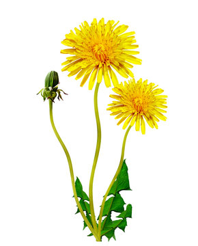 dandelion flowers isolated on white background