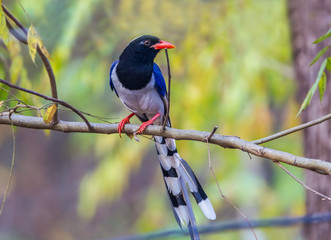 Portrait of Red-billed blue magpie( Urocissa erythrorhyncha)
