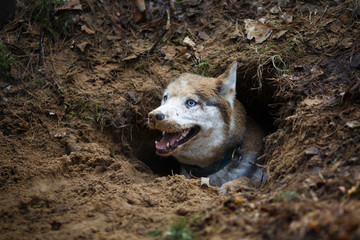 Husky in a hole © castenoid