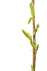Blooming willow branch on white background.