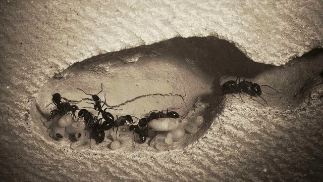 Camponotus ligniperdus Braunschwarze Rossameise Carpenter Ant