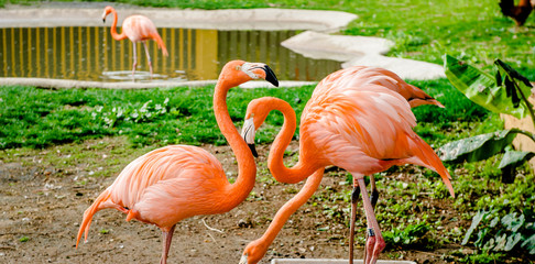 Beautiful flamingo outdoors