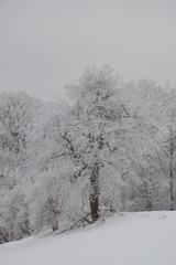 schneeweiße Bäume, Wald im Winter