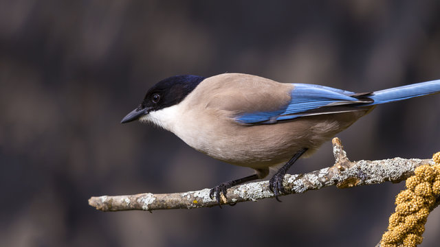 Rabilargo (Azure-winged magpie) (Cyanopica cyanus)