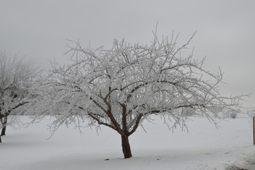 Fototapeta na wymiar schneeweißer Apfelbaum, Winter