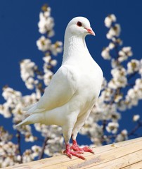 one white pigeon on flowering background