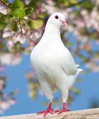 one white pigeon on flowering background