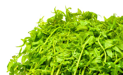 vegetable fern