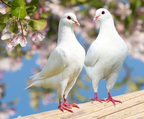 Two white pigeon on flowering background