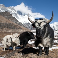 Yaks on the way to Everest base camp and mount Lhotse