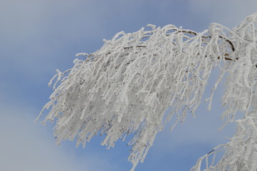 vereiste Äste im Winter