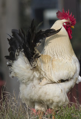 rooster in the farm