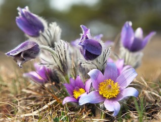 flower of pasqueflower