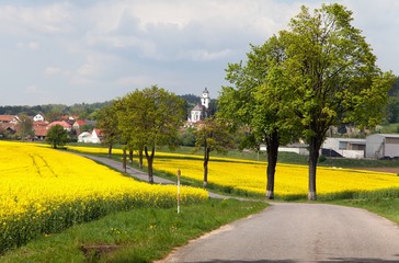 Fototapeta premium road with village , lime trees and rapeseed field