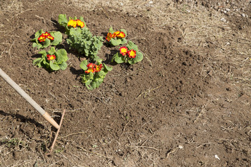 Gardener and flower bed