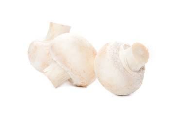 mushroom on white
