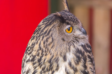 The Eurasian eagle-owl (Bubo bubo)