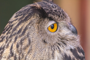 The Eurasian eagle-owl (Bubo bubo)