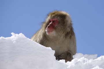 Snow Monkey