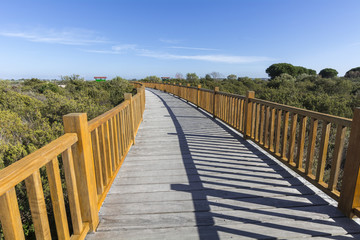 Obraz premium Wooden path in natural surroundings