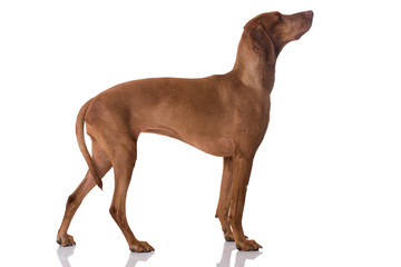 Magyar Vizsla