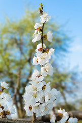 Branch of the spring bloom
