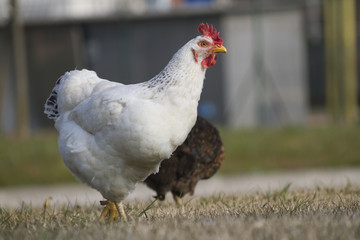 hen in the farm