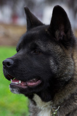 dog outdoors, Akita Inu