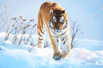 Photo sur Plexiglas Tigre Tigre dans la neige