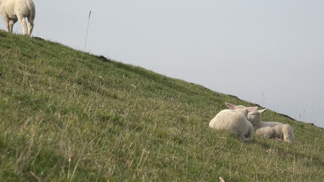 L&auml;mmchen auf dem Deich