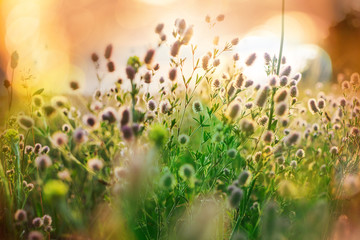 Sunny meadow © Galyna Andrushko