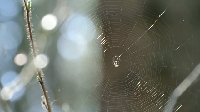 Spinnennetze