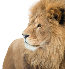 Portrait of a lion. isolated