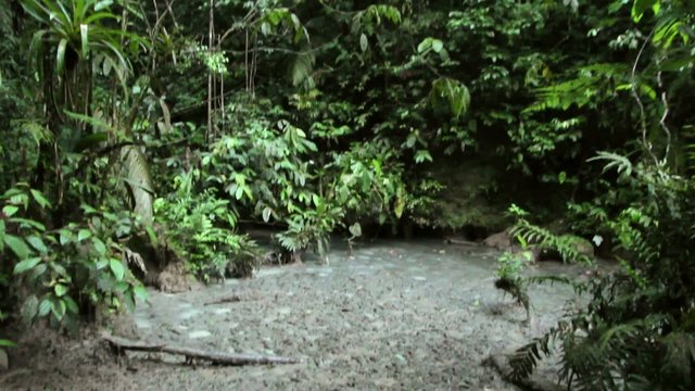 A 'salt lick" on the rainforest floor in Ecuador