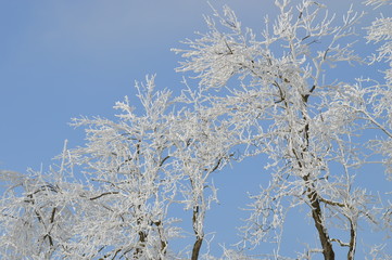 weiße Bäume mit Eis und Schnee
