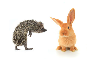 hedgehog and brown rabbit