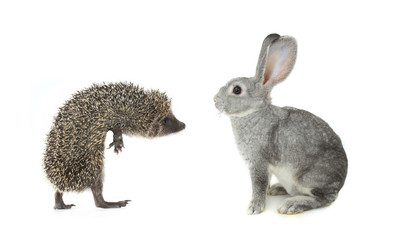 hedgehog and gray rabbit