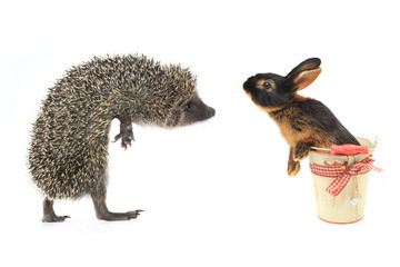 hedgehog and rabbit