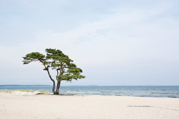 Single beautiful tree on sandy beach in &Aring;hus, Sweden.