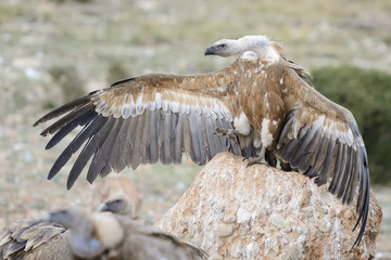 Griffon vulture standing and threatening on a rock.