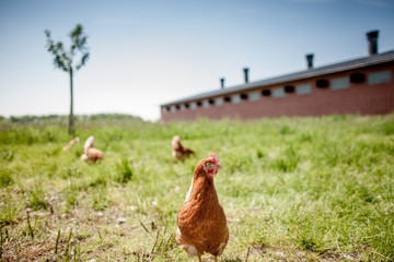 chicken on traditional free range poultry
