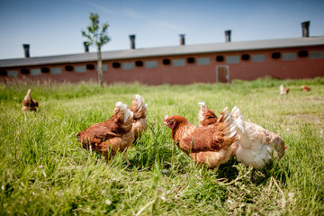 chicken on traditional free range poultry