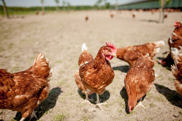 chicken on traditional free range poultry