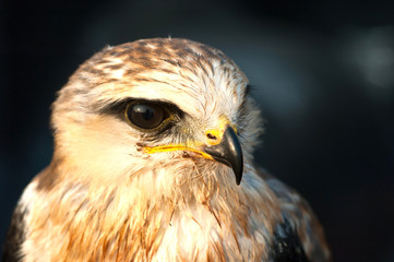 hawk portrait